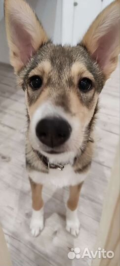 Замечательная собака в добрые руки