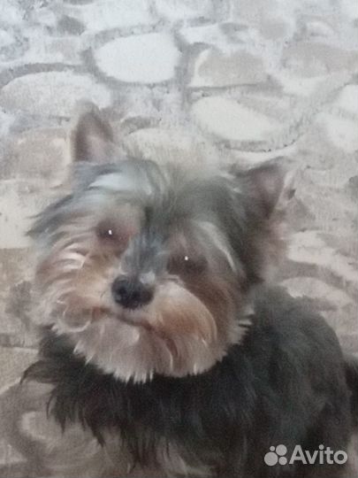 Йоркширский терьер вязка