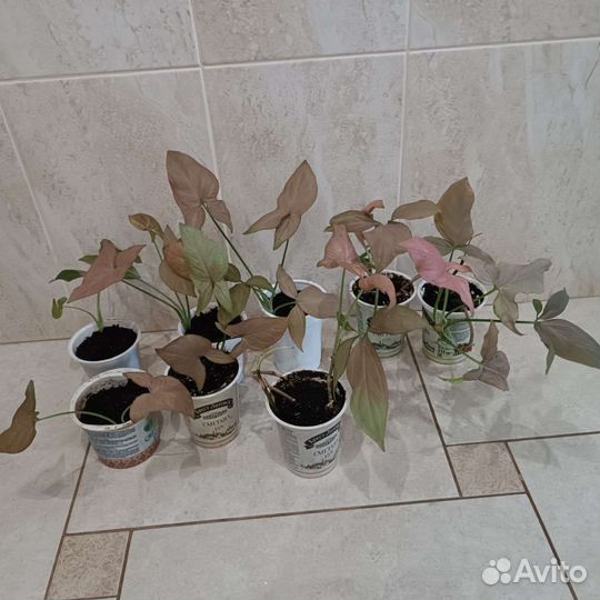 Сингониумы, аспидистра, лудизия