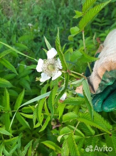 Норвежская малина