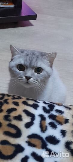 Потерялся кот в набережных челнах