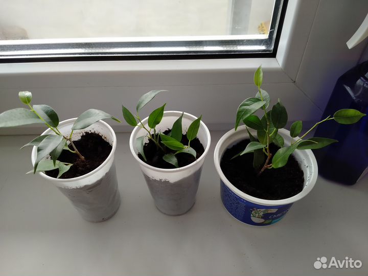 Фикус бенджамина