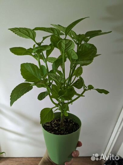 Излишки растений 2