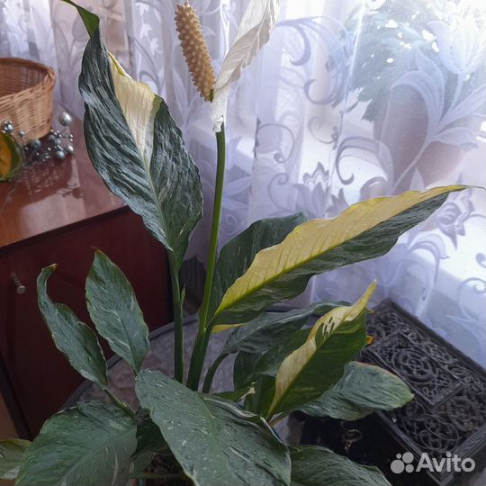 Спатифиллум gemini