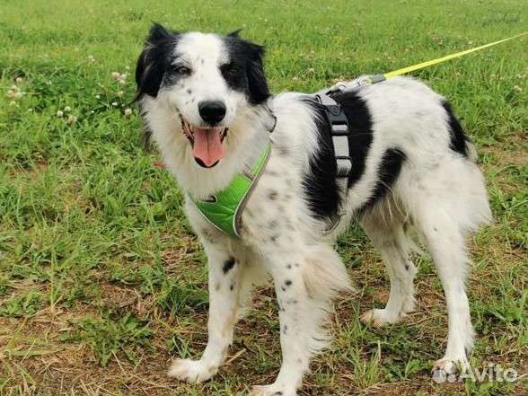 Собака метис бордер колли девочка в добрые руки