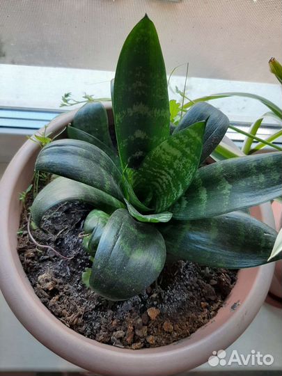 Сансевиерия