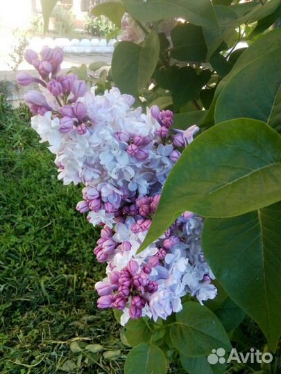 Сирень 3 вида и др. растения