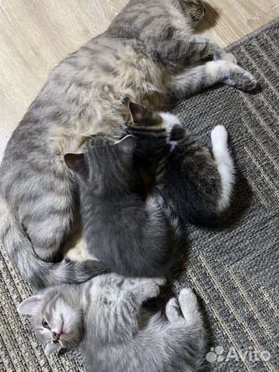 Котята в добрые руки