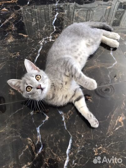 Кошка серая пятнистая
