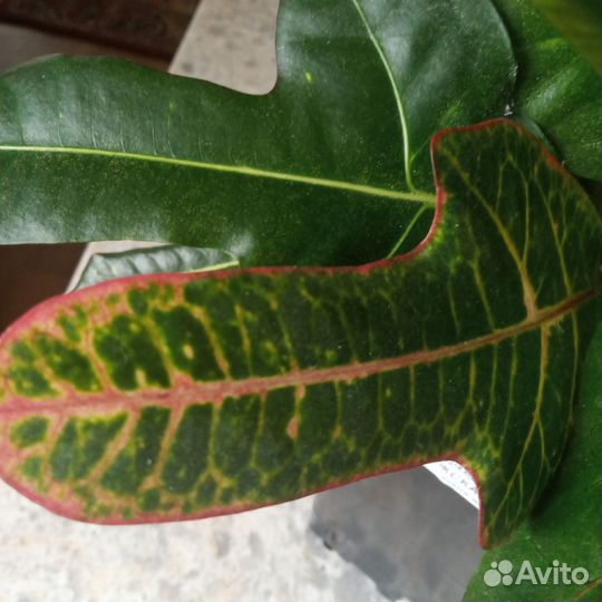 Кодиеум кротон Экселент