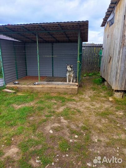 Гостиница для собак