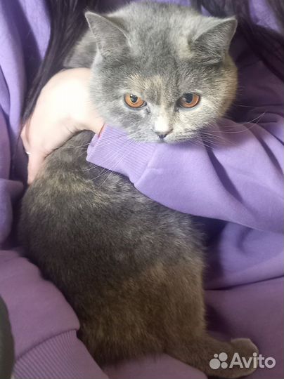 Коты для вязки ищем