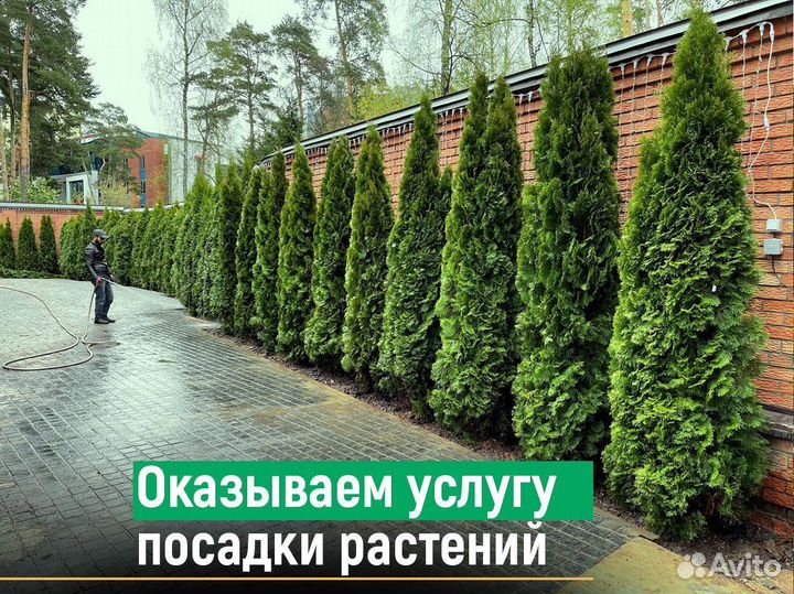 Туя смарагд 200 см свежая копка 2023