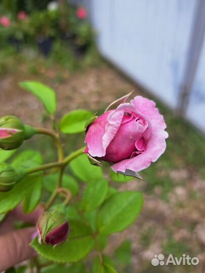 Роза Спирит Фридом