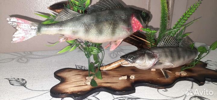 Чучела из щуки, берша, судака