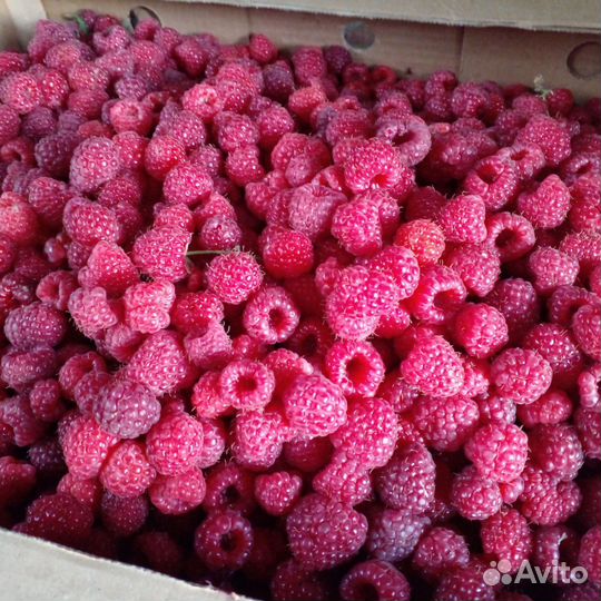 Ремонтантная малина