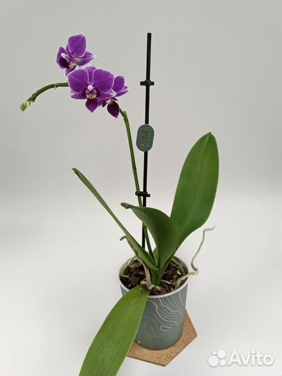 Орхидея Фаленопсис Purpur