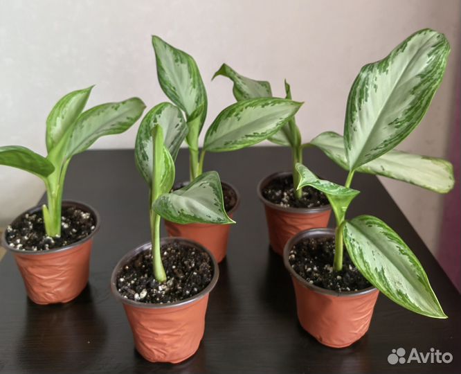 Аглаонема сильвер бей