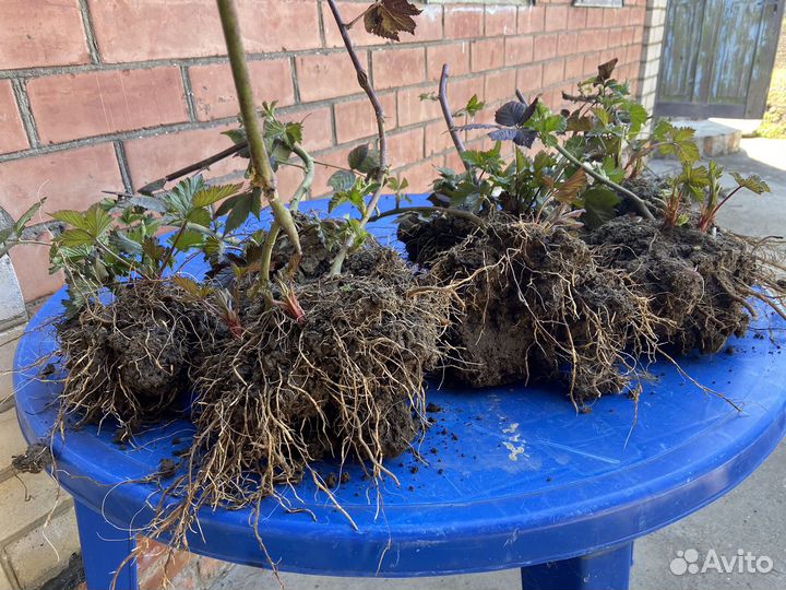 Саженцы ежевики