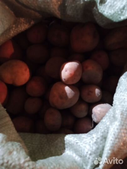 Продам мелкий картофель