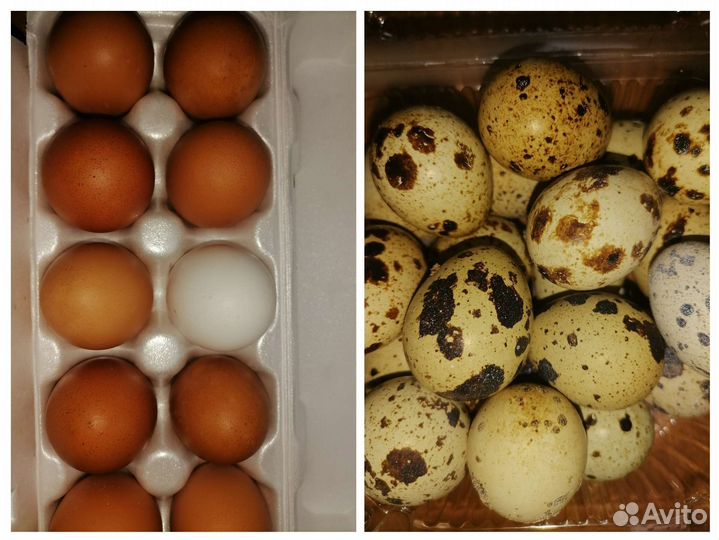 Яйца домашних курочек