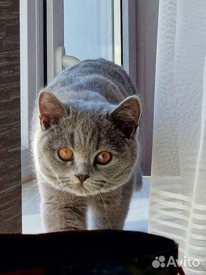 Шотландский кот на вязку