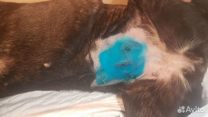 Стерилизация кошек