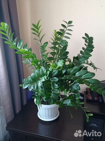 Замиокулькас