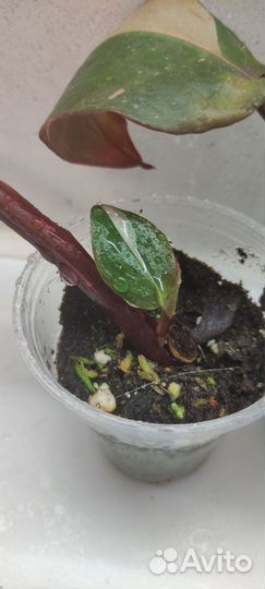 Филодендрон Розовая Принцесса