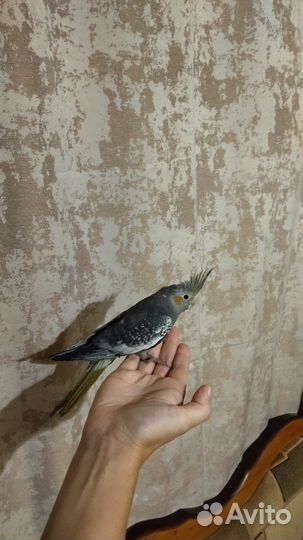 Попугай корелла птенец