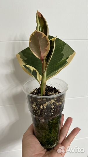 Фикус эластика тинеке