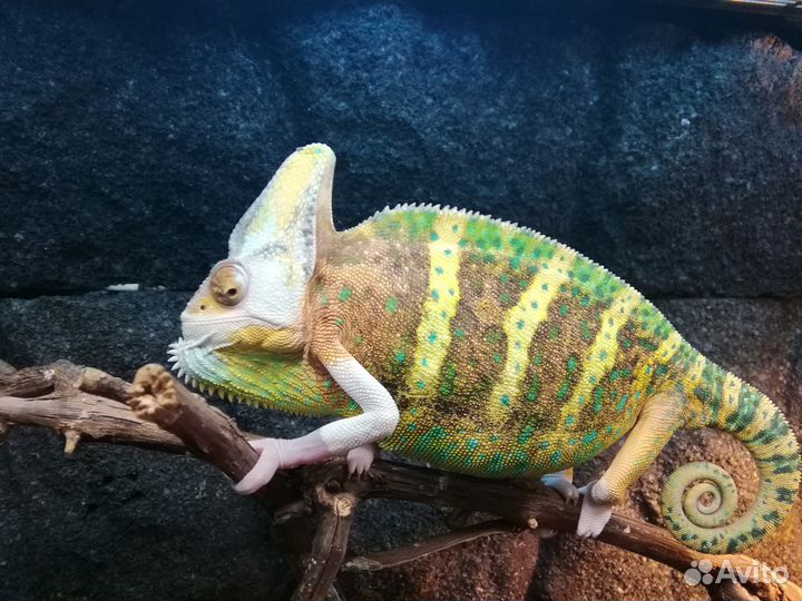 Йеменские хамелеоны