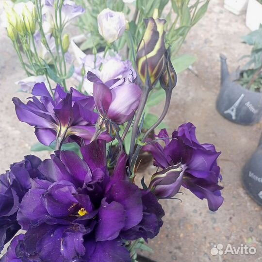 Эустома.Роза. Цветок в горшке