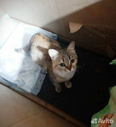 Кошка трехцветная стерилизована 1 год