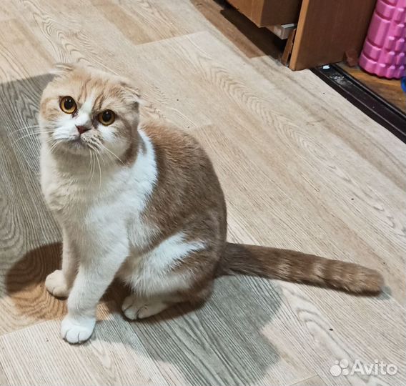 Шотландская вислоухая кошка