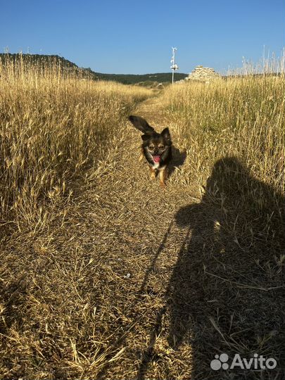 Случка чихуахуа