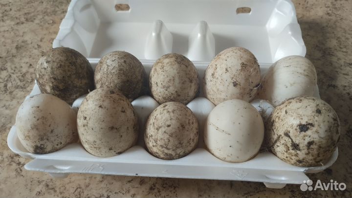 Яйца утиные