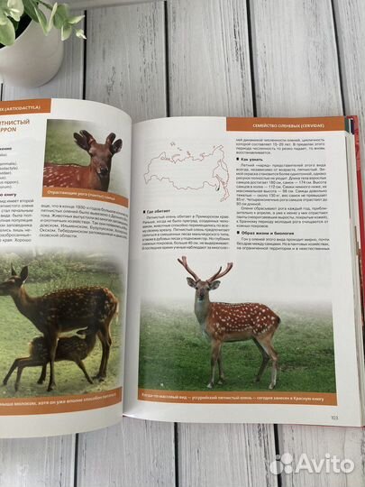 Красная книга России