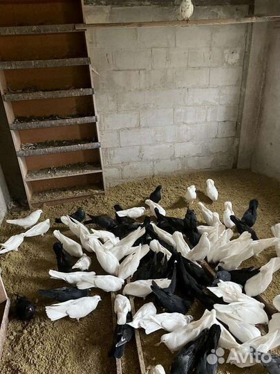 Голуби Николаевские, Пермские