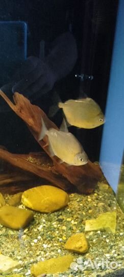 Рыба разная