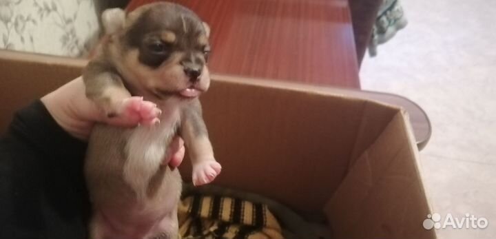 Щенки чихуахуа