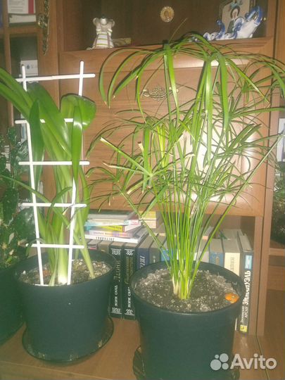 Комнатные цветы