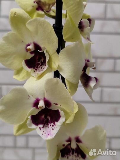 Фаленопсис микс