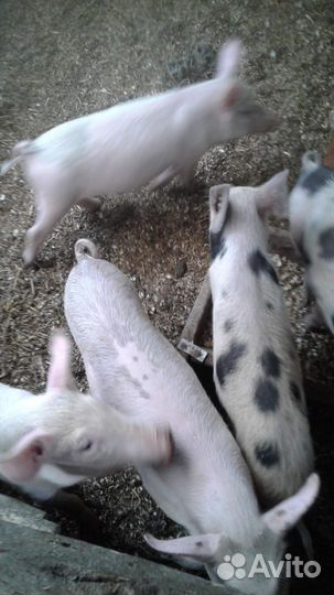 Поросята