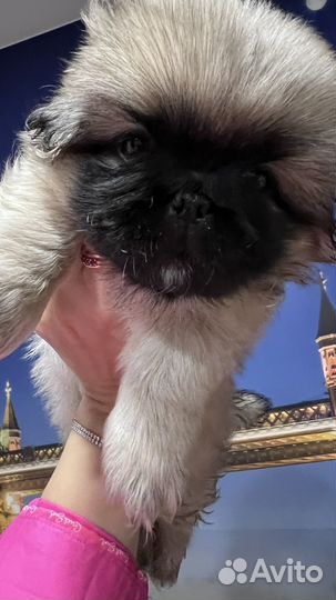 Щенки пекинеса
