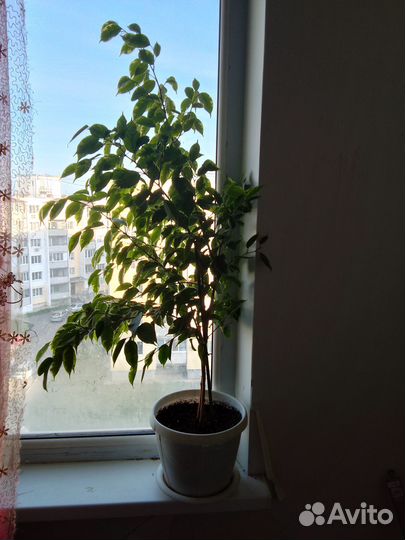 Фикус бенджамина