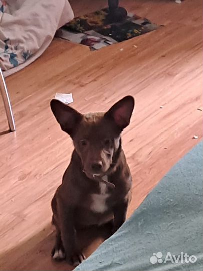 Боня прекрасная в добрые руки