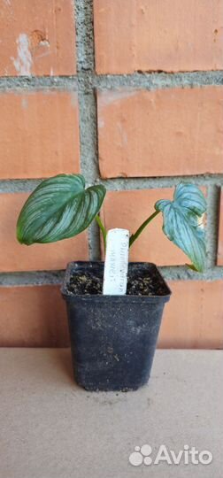 Филодендрон мамей