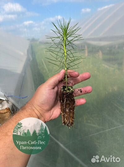 Зкс и окс Сосна Ель Лиственница сеянцы Голуб горн