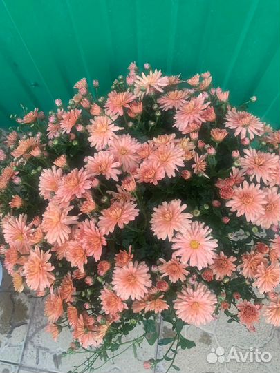 Хризантемы мультифлора
